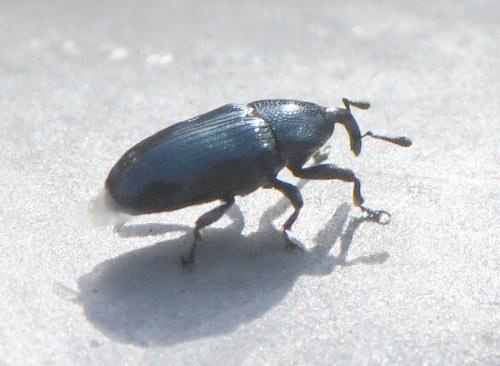 Réf. 243 964 : Aulacobaris sp.